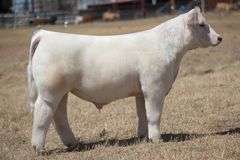 TAG 149 STEER