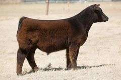 TAG 371 STEER