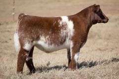 TAG 241 STEER