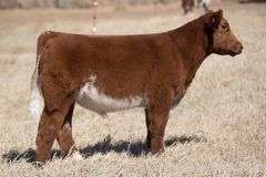 TAG 188 STEER