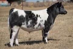 TAG 127 STEER