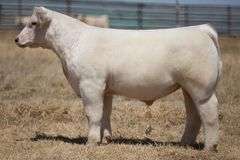 TAG 149 STEER