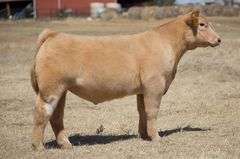 TAG 111 STEER