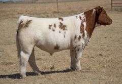 TAG 45 STEER