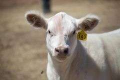 TAG 149 STEER