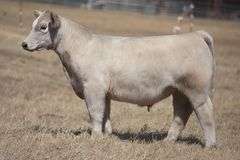 TAG 207 STEER