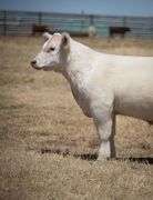 TAG 149 STEER