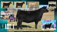 LOT 1 X MEMPHIS MAFIA EMBRYOS