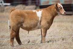 TAG 210 STEER