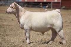 TAG 329 BULL/STEER