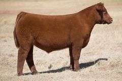 TAG 221 STEER