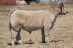 TAG 7 BULL/STEER