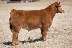 TAG 204 STEER