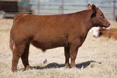 TAG 297 STEER