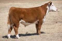 TAG 78 STEER