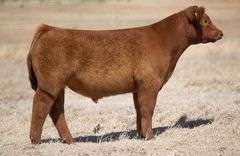TAG 197 STEER