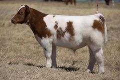 TAG 99 STEER