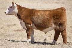 TAG 134 BULL/STEER