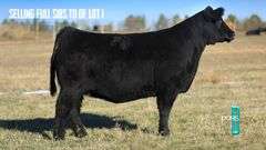 FULL SIB TO LOT 1 EMBRYOS