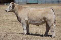 TAG 191 STEER