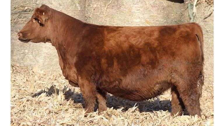 881 X IGWT PREGNANT RECIP