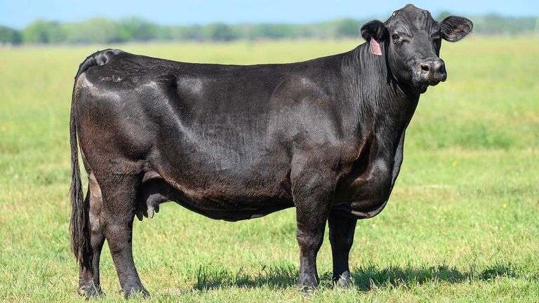 TAG 320A COW