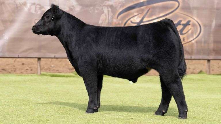 6023 X HIA PREGNANT RECIP