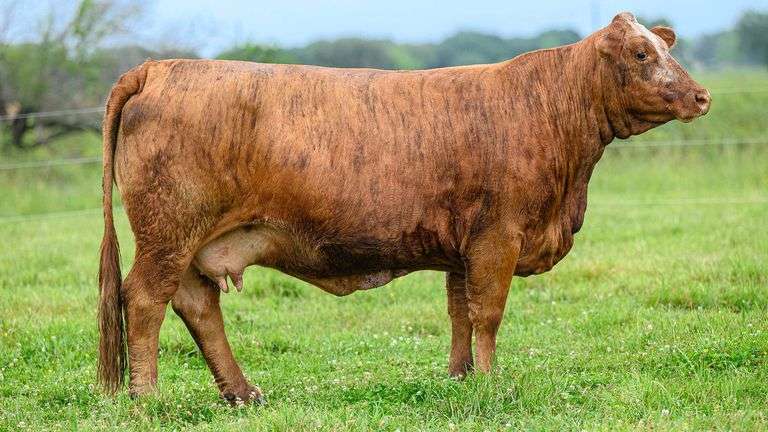 TAG 11B COW PAIR