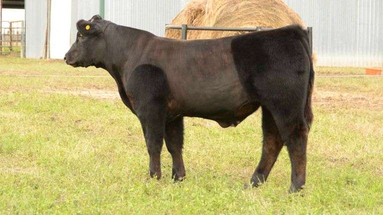 TAG 41B COW