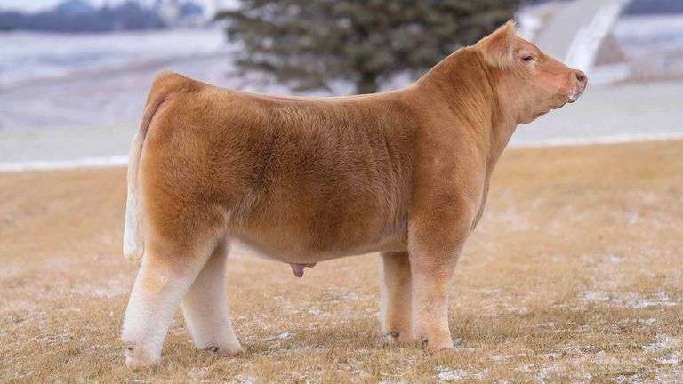 HEIR TO THE THRONE SEMEN