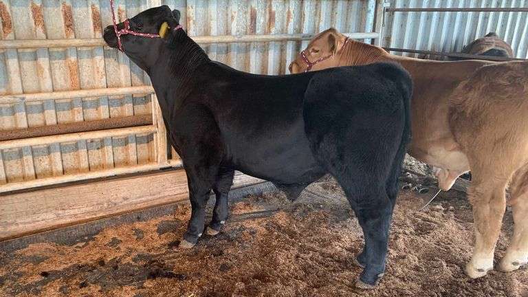 TAG 320A COW