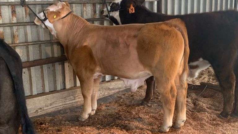TAG 416Z COW PAIR