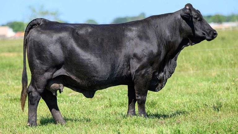 TAG 41B COW