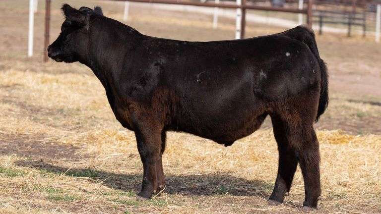 TAG 135 STEER