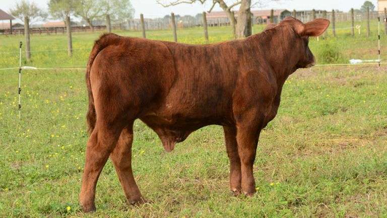 TAG 42B COW