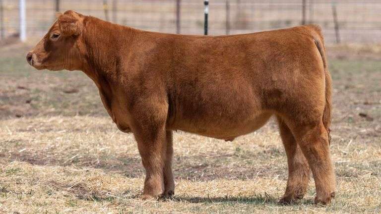TAG 144 STEER