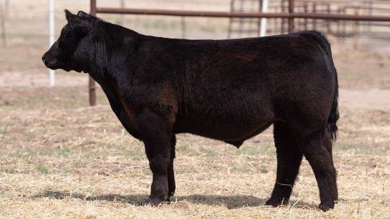 TAG 145 STEER