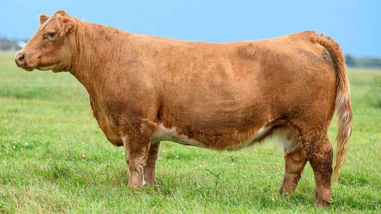 TAG LIL HEAT COW