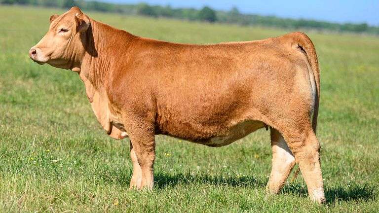 TAG 23B COW