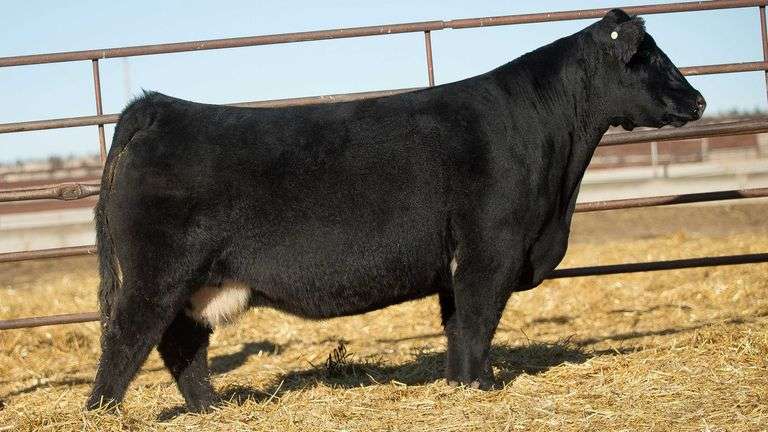 6023 X HIA PREGNANT RECIP