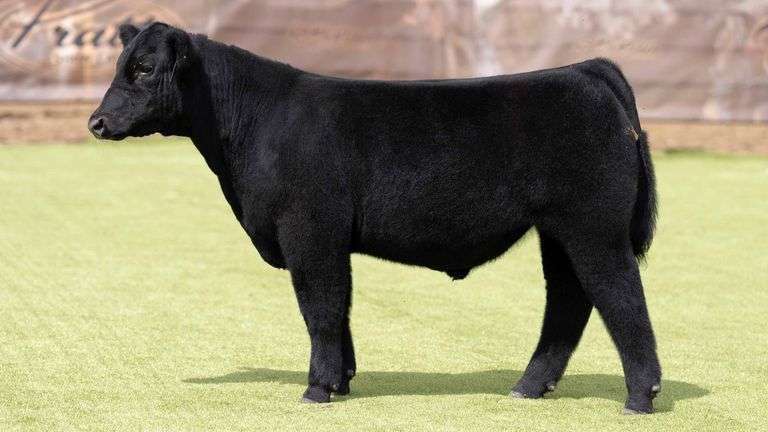 881 X IGWT PREGNANT RECIP