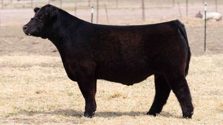 TAG 133 STEER