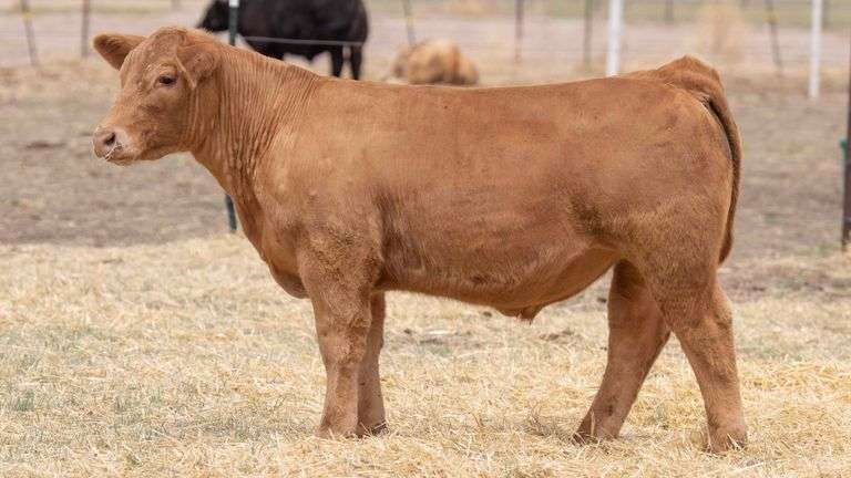 TAG 147 STEER