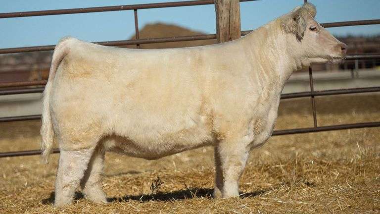 0022 X OSO ROJO PREGNANT RECIP
