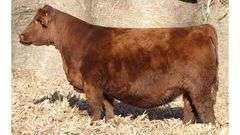 881 X IGWT PREGNANT RECIP