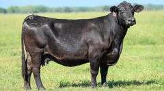TAG 320A COW