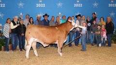 TAG 11B COW PAIR