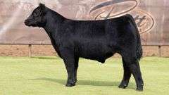 6023 X HIA PREGNANT RECIP