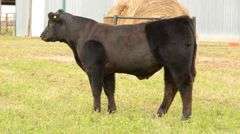 TAG 41B COW