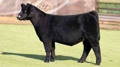 6023 X HIA PREGNANT RECIP
